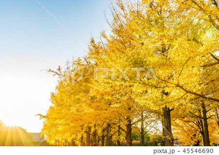 日本の秋 水戸歴史館 イチョウ並木の紅葉 日本の秋 水戸歴史館 イチョウ並木の紅葉 45546690
