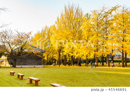 日本の秋 水戸歴史館 イチョウ並木の紅葉 日本の秋 水戸歴史館 イチョウ並木の紅葉 45546691