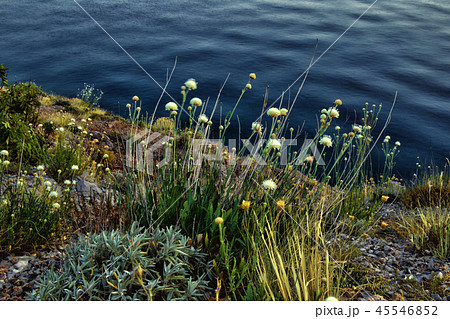 Flowers of garlic, a view of the Adriatic sea from the mountain. 45546852
