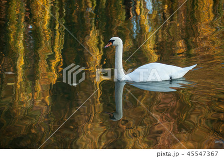 swan swimming in the lake on autumnal sunset swan swimming in the lake on autumnal sunset 45547367