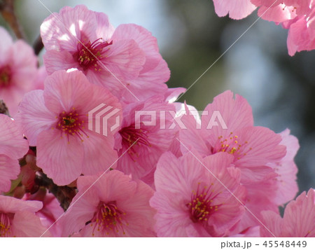 桜 桜 45548449