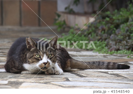 野良猫の写真 野良猫の写真 45548540