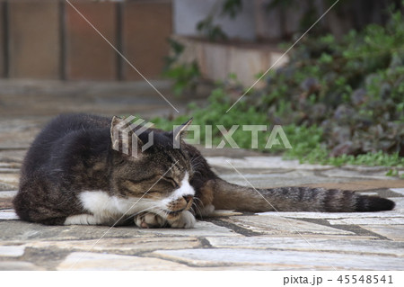 眠る野良猫 眠る野良猫 45548541