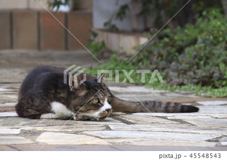 野良猫の写真 野良猫の写真 45548543