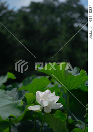 蓮の花 蓮の花 45548824