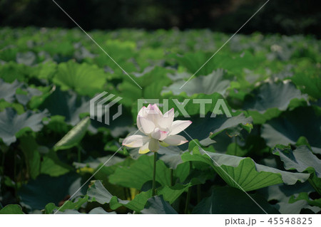 蓮の花 蓮の花 45548825