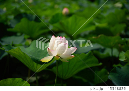 蓮の花 蓮の花 45548826