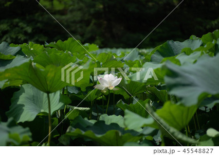 蓮の花 45548827