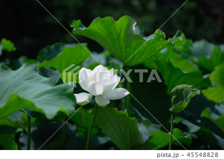 蓮の花 蓮の花 45548828