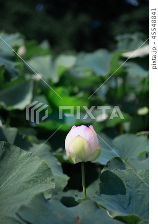 蓮の花 蓮の花 45548841