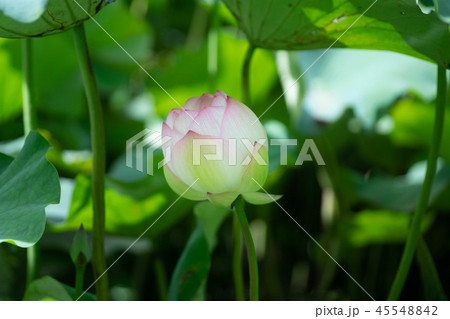 蓮の花 蓮の花 45548842