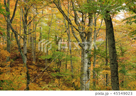 黄葉が美しいブナの森ー癒しの森　福島県只見町 45549023