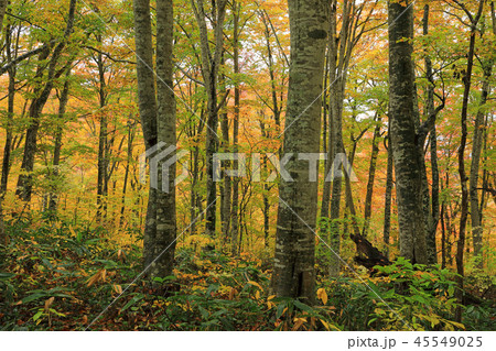 黄葉が美しいブナの森ー癒しの森 福島県只見町 黄葉が美しいブナの森ー癒しの森 福島県只見町 45549025