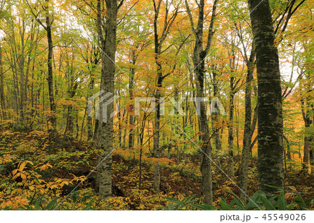 黄葉が美しいブナの森ー福島県只見町　福島県只見町 45549026