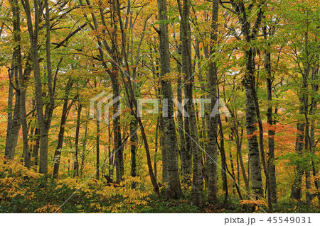 黄葉が美しいブナの森ー癒しの森　福島県只見町 45549031