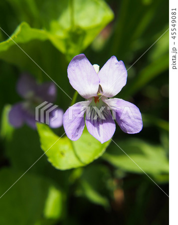 オオタチツボスミレ 45549081