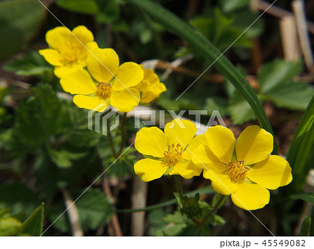 キジムシロ 45549082