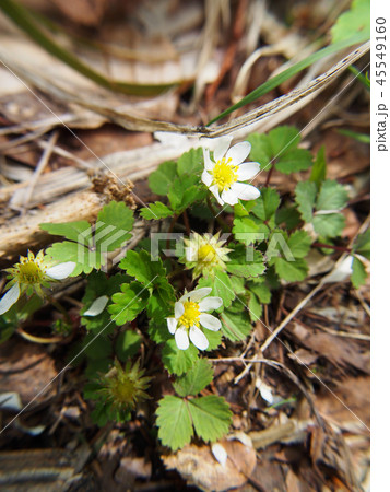 ノウゴウイチゴ ノウゴウイチゴ 45549160