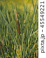Thickets of narrow-leaved cattail on the shore 45549221