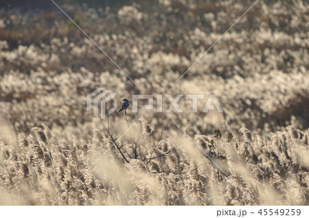 銀の穂波とオオカラモズ 銀の穂波とオオカラモズ 45549259