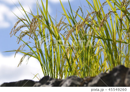 青空と稲穂 45549260