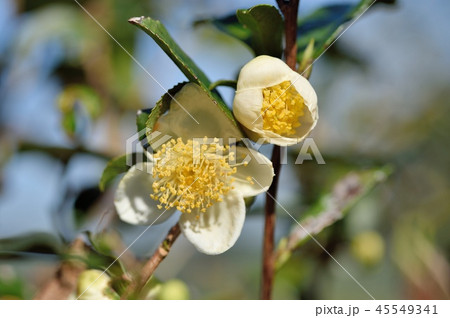 チャノキの開花 45549341