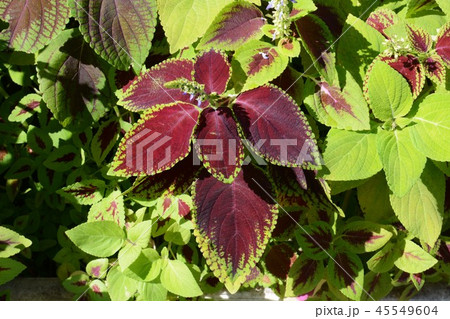 コリウス(金欄紫蘇・錦紫蘇) コリウス(金欄紫蘇・錦紫蘇) 45549604