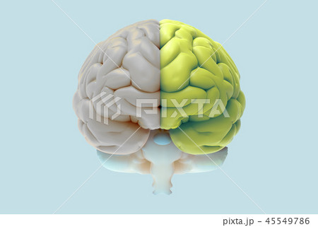 3d Brain Illustration With Left And Right Functionのイラスト素材