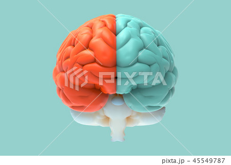 3D brain illustration with left and right function 3D brain illustration with left and right function 45549787