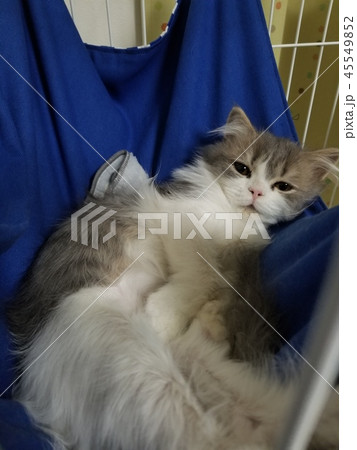 ネコとハンモック 45549852
