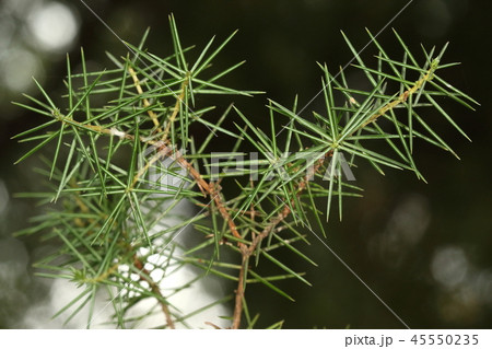 自然　植物　ネズミサシ、鋭い葉をネズミの通り穴においてネズミ除けにしたそうです 45550235