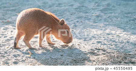 カピバラ カピパラ オニテンジクネズミ 45550495