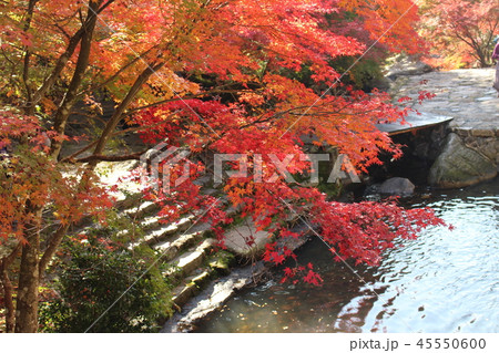 紅葉 紅葉 45550600