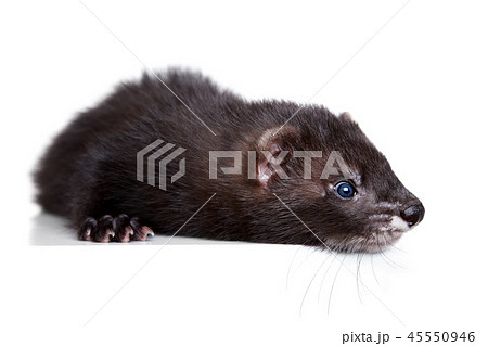 Ferret puppy on white background Ferret puppy on white background 45550946