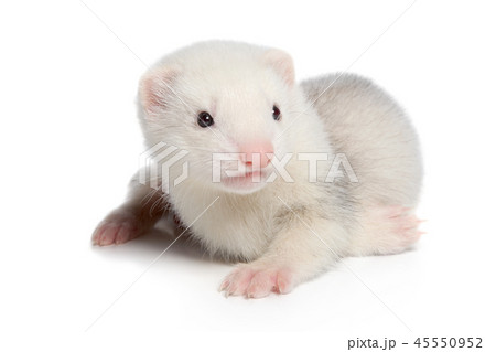 Ferret puppy on white background Ferret puppy on white background 45550952