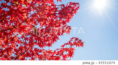 楓 カエデ メープル 45551074
