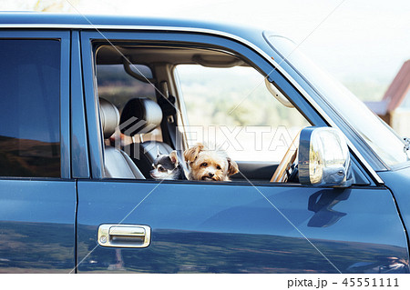 車の窓から外を見ている犬の写真素材