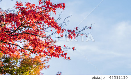 楓 カエデ メープル 45551130