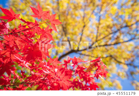 楓 カエデ メープル 45551179
