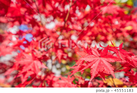 楓 カエデ メープル 45551183