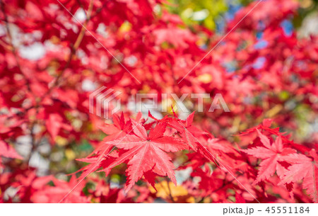 楓 カエデ メープル 45551184
