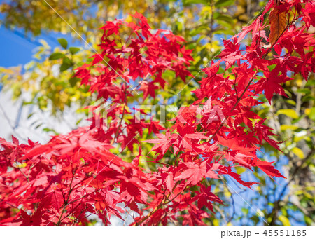 楓 カエデ メープル 45551185