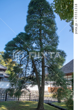 史跡　足利学校　かなふり松 45551318