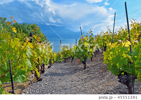 ラヴォー地区のぶどう畑　(Field of Grape in Lavaux) 45551391