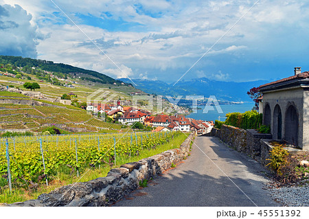 ラヴォー地区のぶどう畑 (Field of Grape in Lavaux) ラヴォー地区のぶどう畑 (Field of Grape in Lavaux) 45551392
