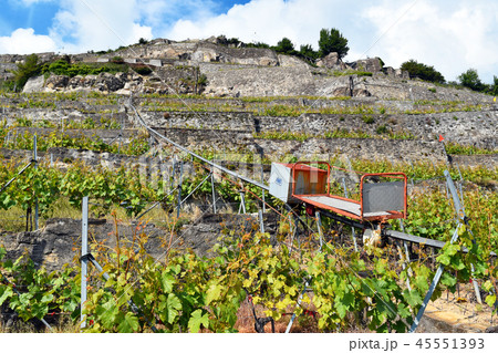 ラヴォー地区のぶどう畑 (Field of Grape in Lavaux) ラヴォー地区のぶどう畑 (Field of Grape in Lavaux) 45551393