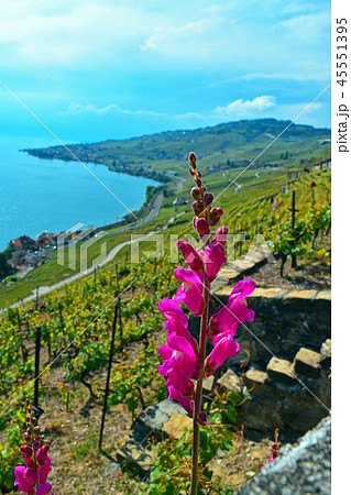 道端の花 in ラヴォー地区のぶどう畑　(Field of Grape in Lavaux) 45551395