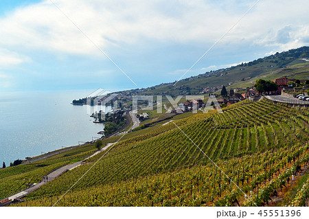 ラヴォー地区のぶどう畑　(Field of Grape in Lavaux) 45551396