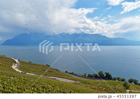 ラヴォー地区のぶどう畑　(Field of Grape in Lavaux) 45551397