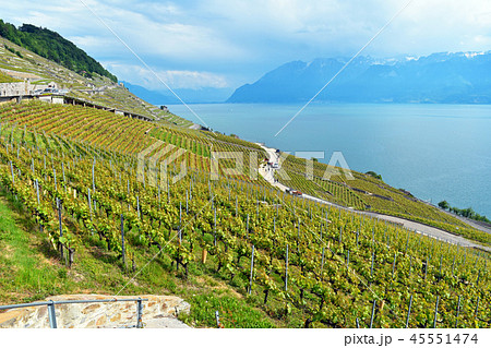 ラヴォー地区のぶどう畑　(Field of Grape in Lavaux) 45551474